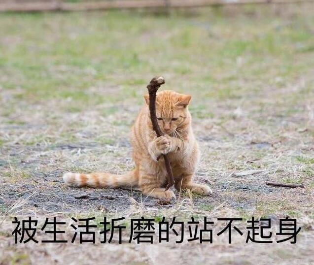 摄影师跟踪3只流浪猫,拍到趣味生活,还被网友搞成表情包!
