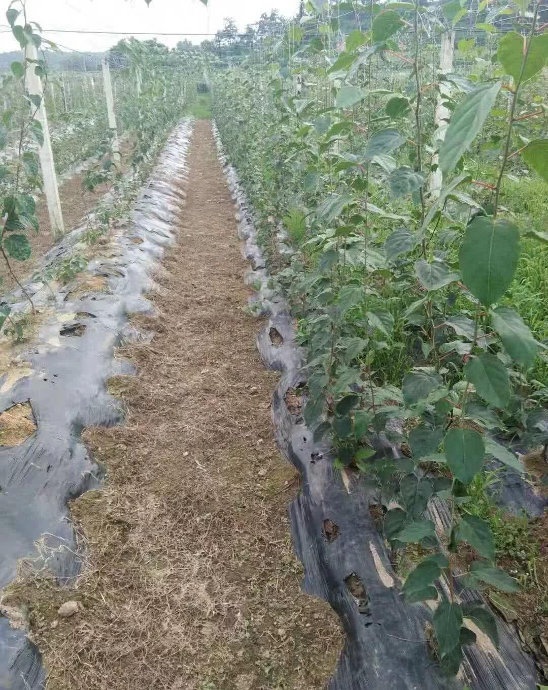 软枣猕猴桃为何这么火?该如何种植?