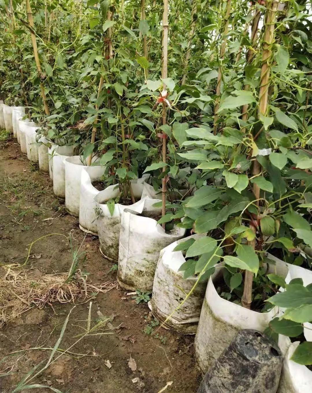 软枣猕猴桃为何这么火?该如何种植?