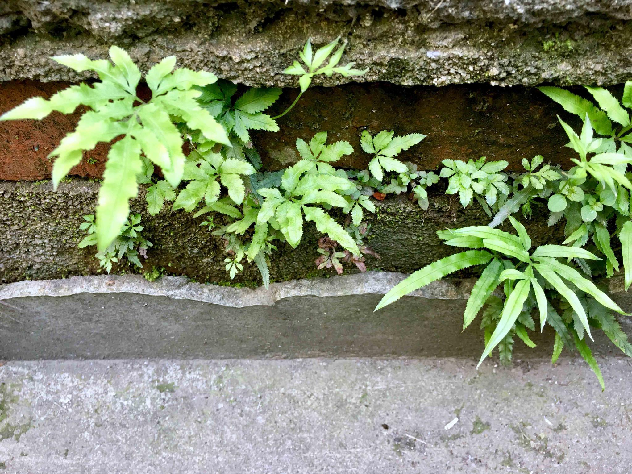 井栏边草别名凤尾草井口边草