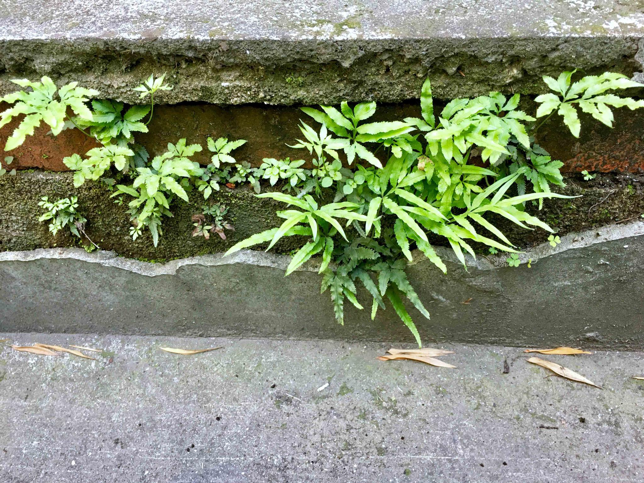 井栏边草别名凤尾草井口边草