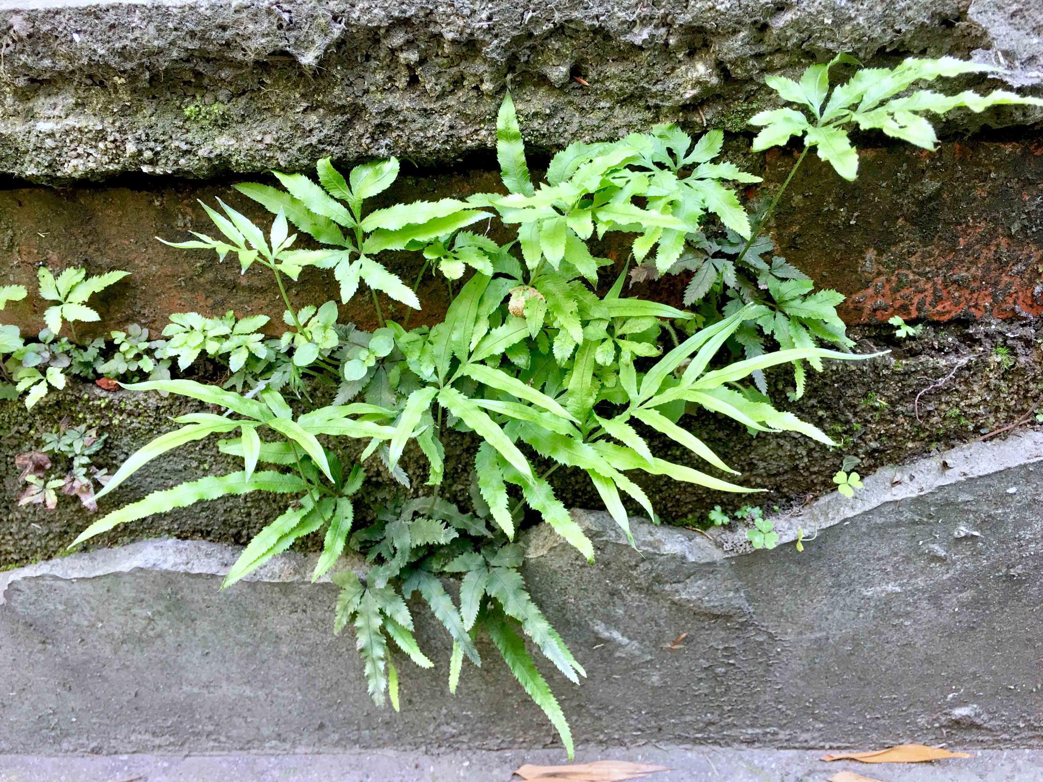 科学网—20190114——凤尾鸡冠花（Celosia argentea var. plumosa） - 栗茂腾的博文