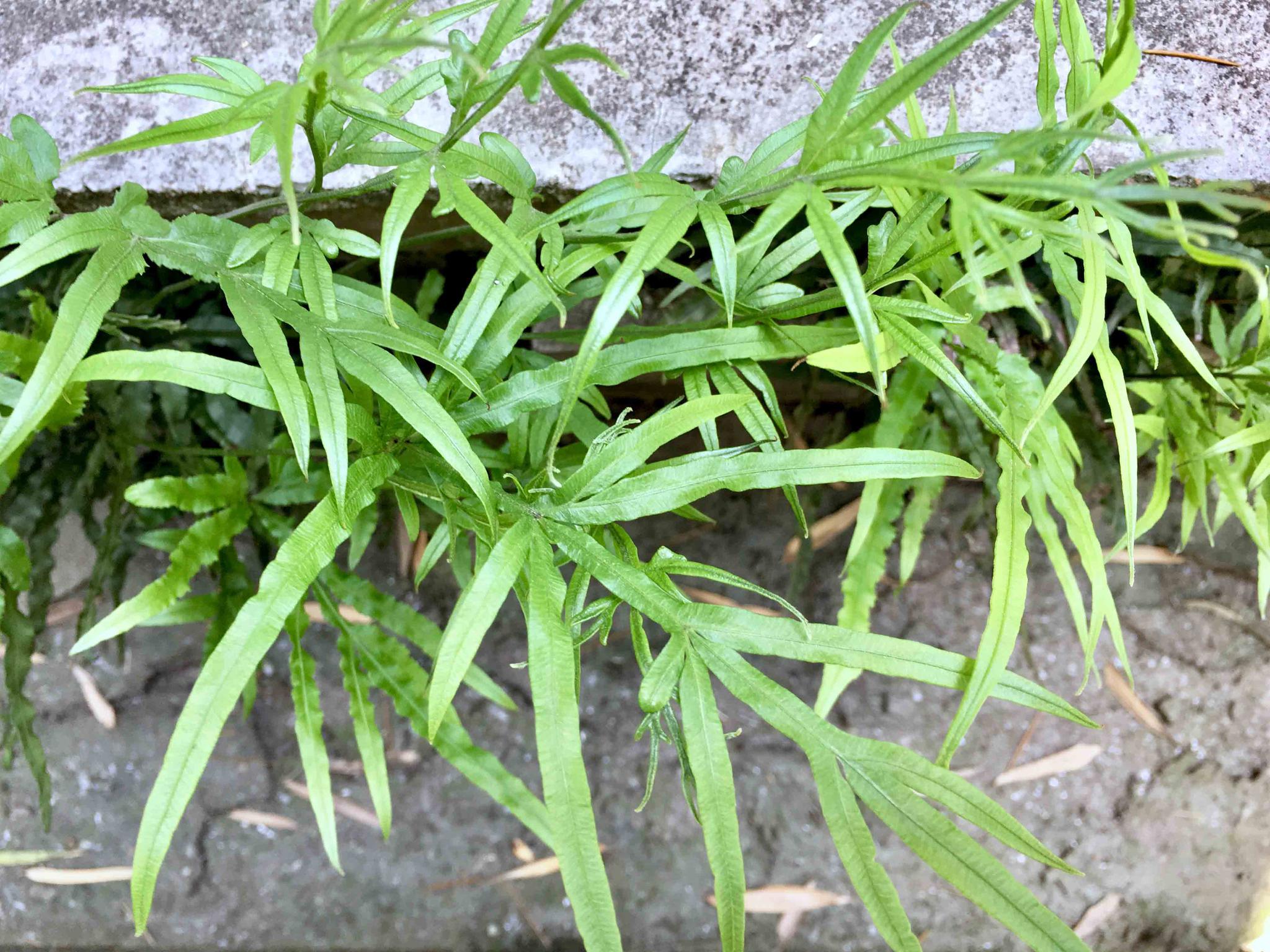 井栏边草别名凤尾草井口边草