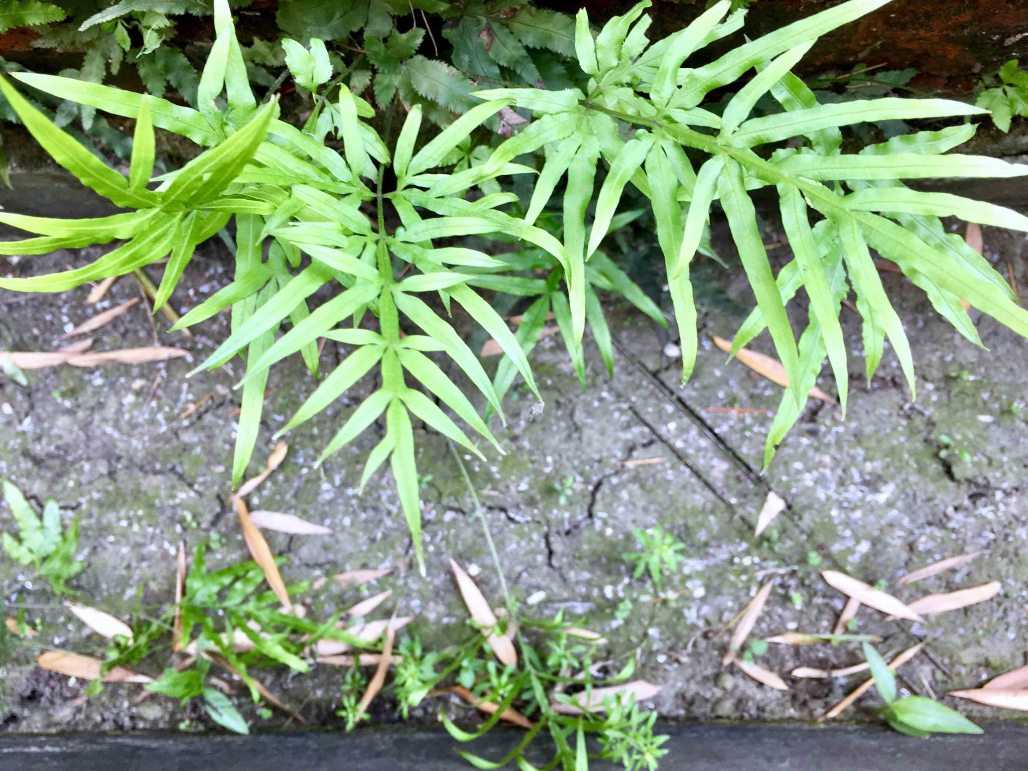 井栏边草别名凤尾草井口边草