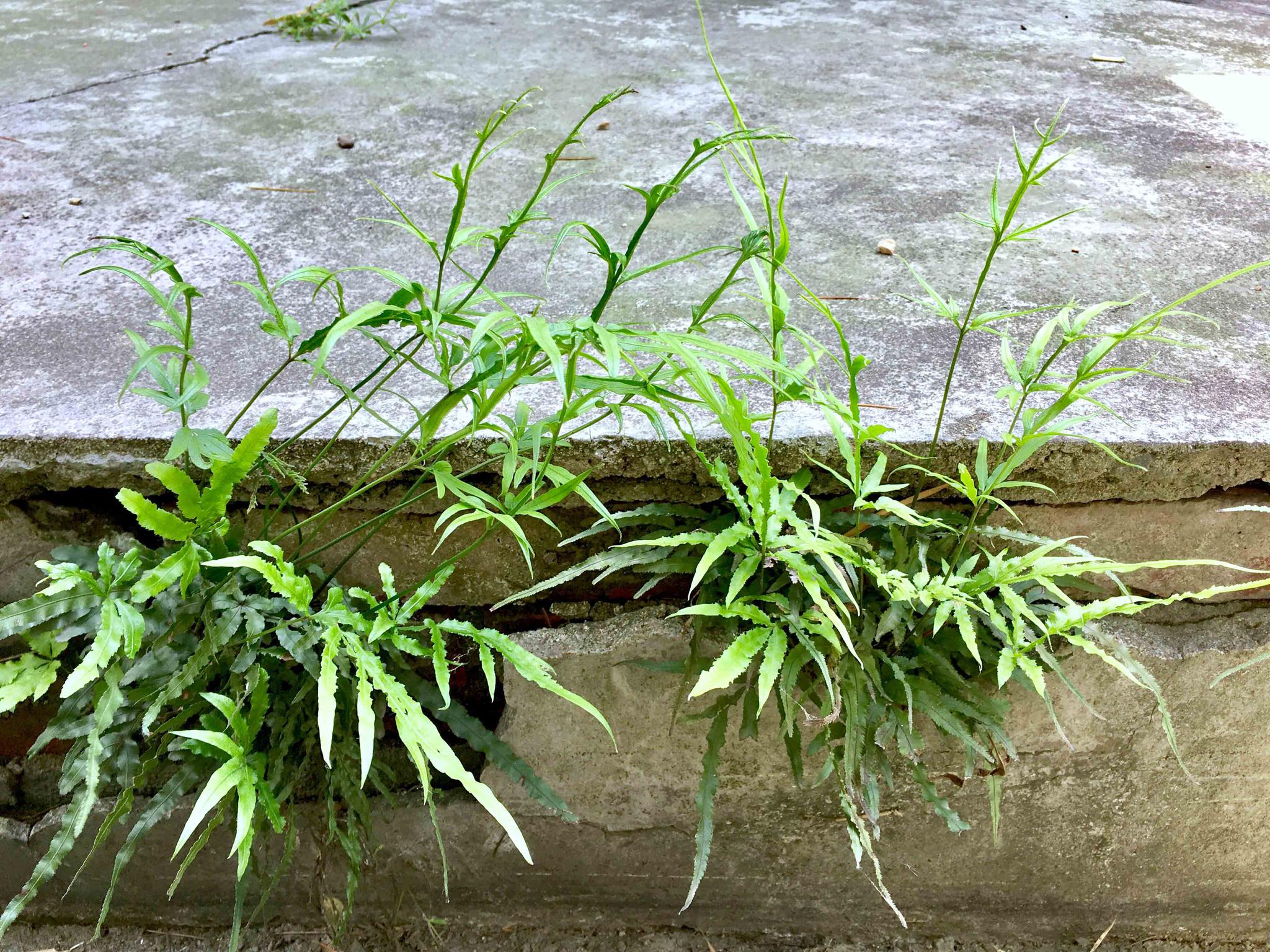 井栏边草别名凤尾草井口边草