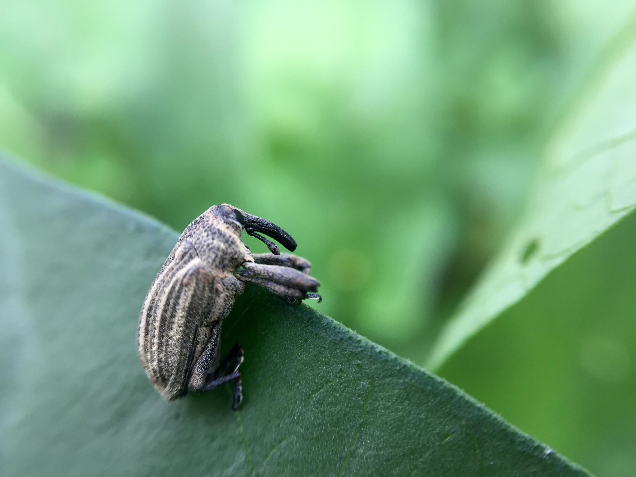 微距中看到小小昆虫却长得像大象
