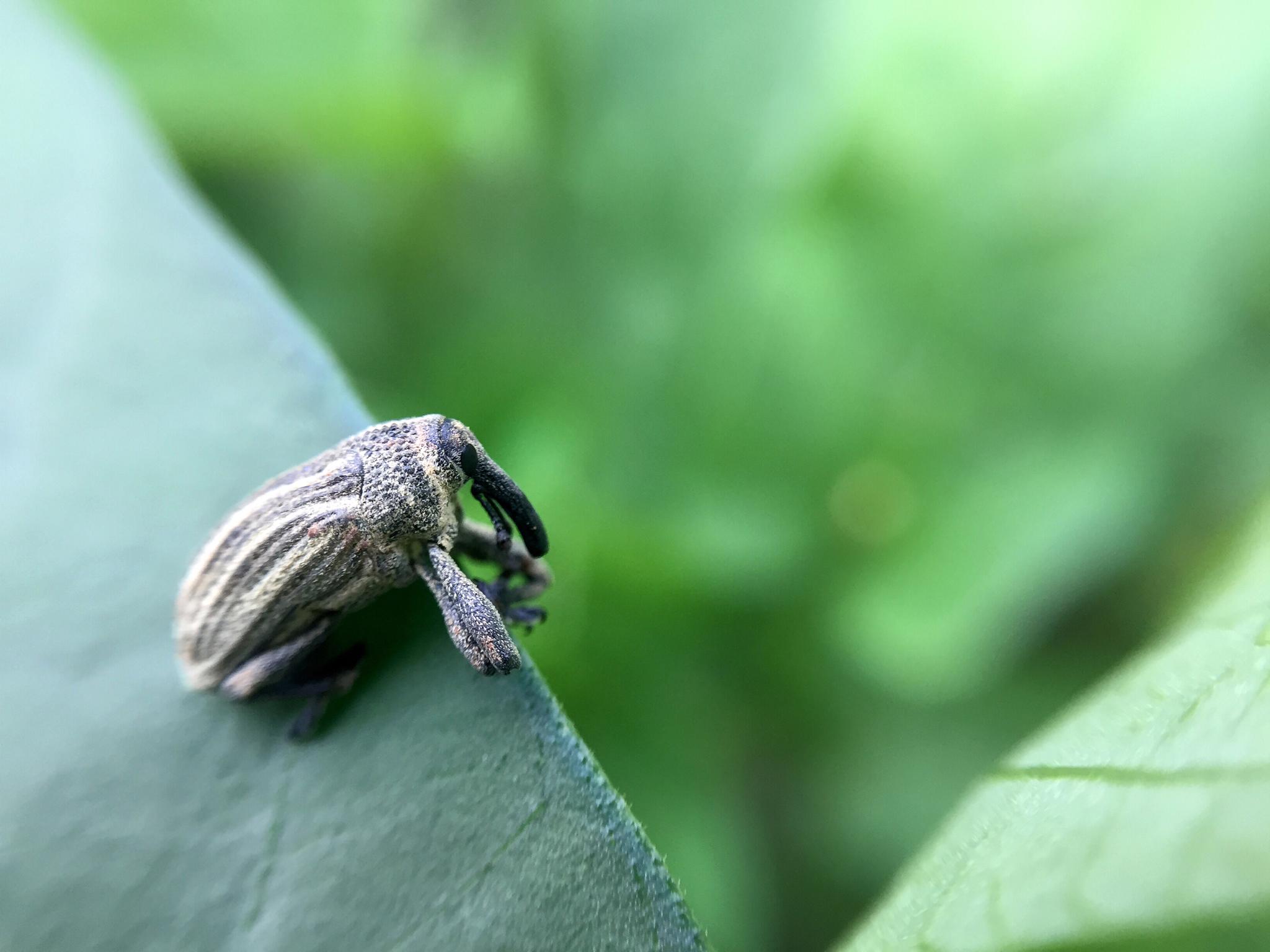 微距中看到小小昆虫却长得像大象