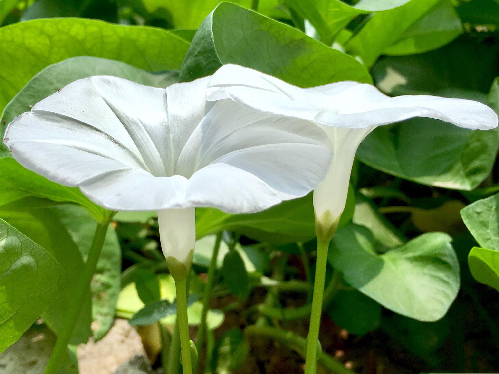 美丽的花 空心菜 美丽的花 空心菜