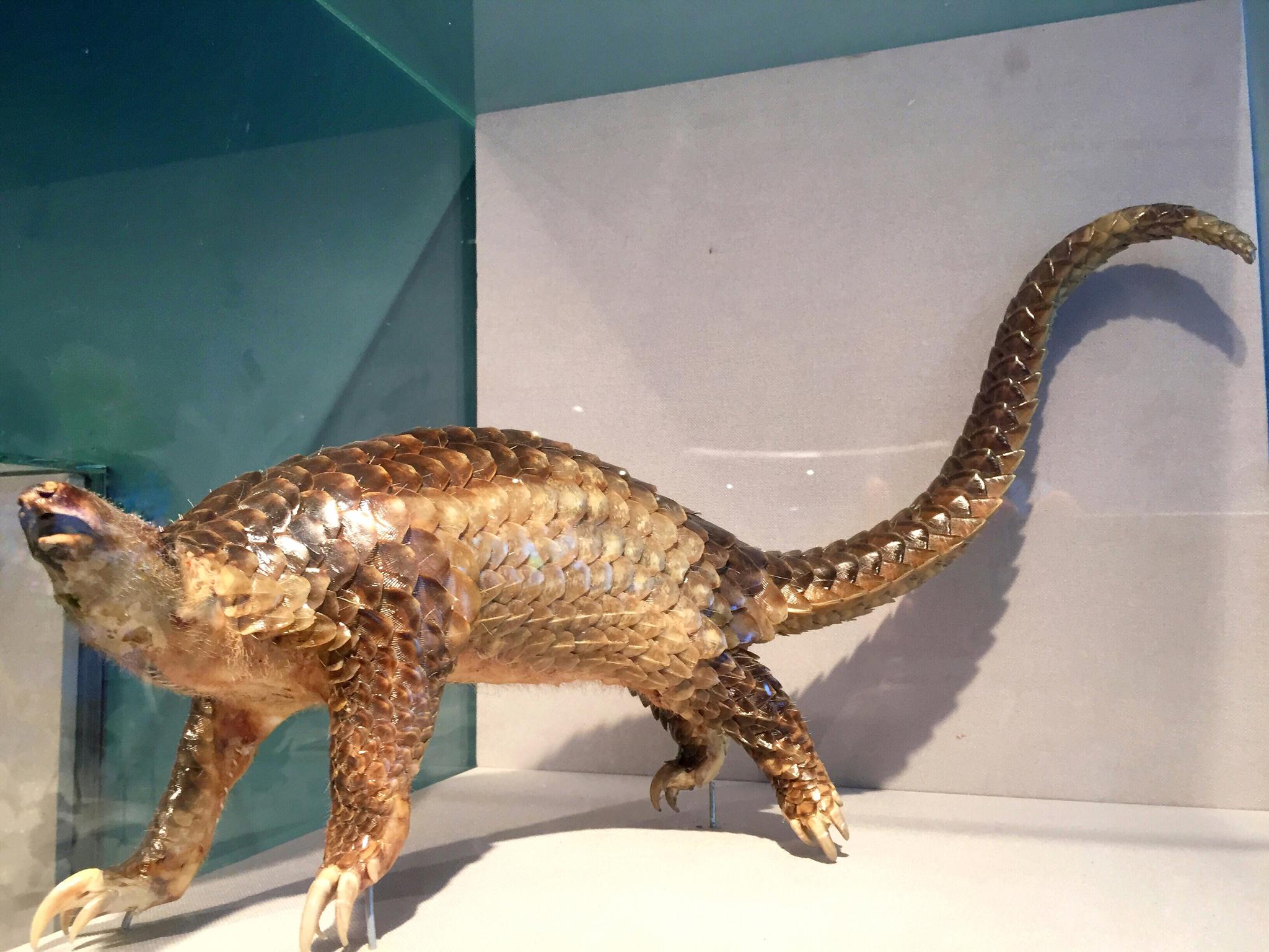 濒危物种穿山甲标本(拍于国家级漩门湾湿地公园科普馆)