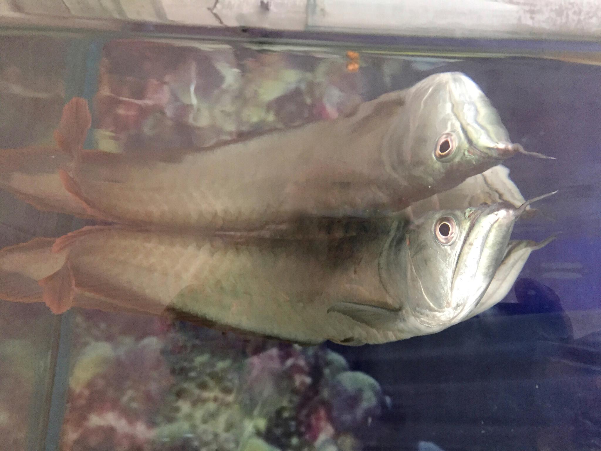 有趣的银龙鱼 繁殖后代是雄鱼将受精卵全部含在口中进行孵化