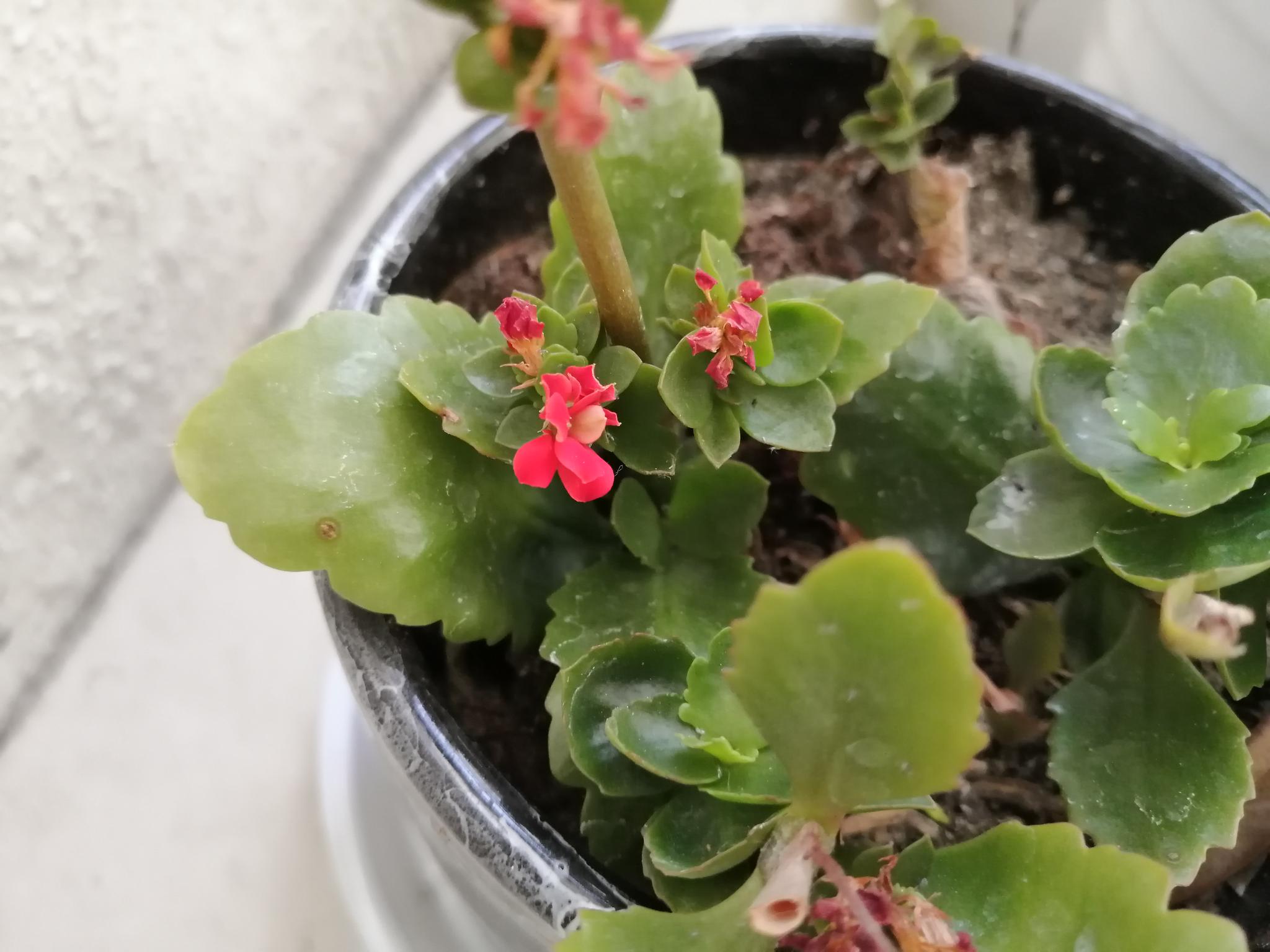鼠年正月十二 来阳台上欣赏长寿花和玫瑰花 高清图集 新浪网 鼠年正月十二 来阳台上欣赏长寿花和玫瑰花 高清图集 新浪网