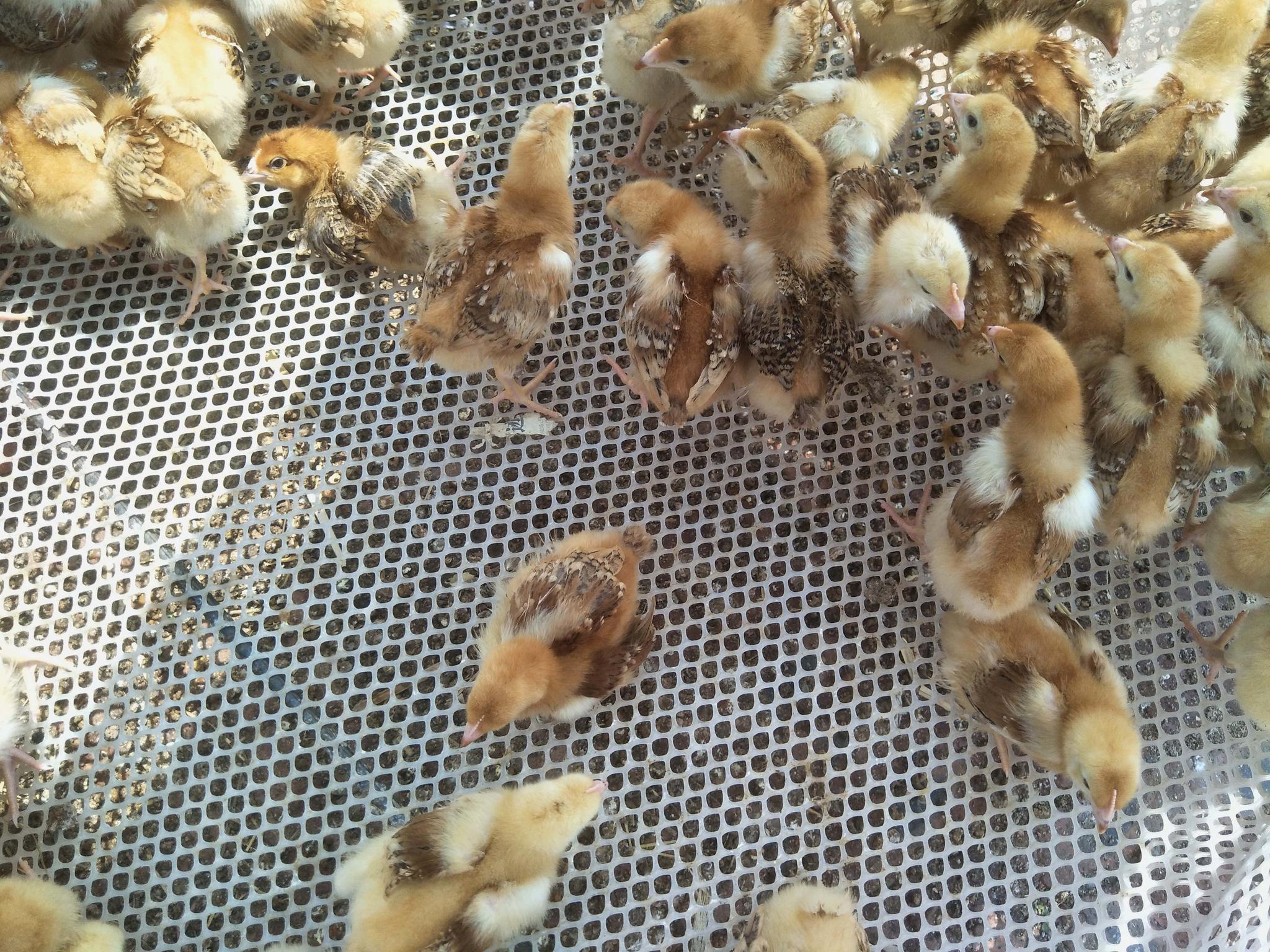 集市上卖的小鸡雏,原创拍摄