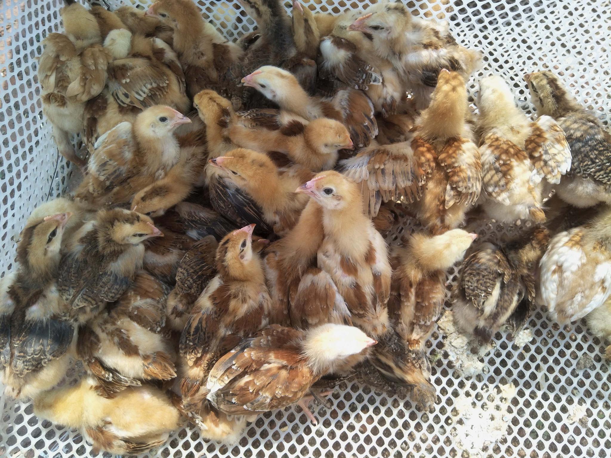 鸡雏_鸡雏最新消息,新闻,图片,视频_聚合阅读_新浪网