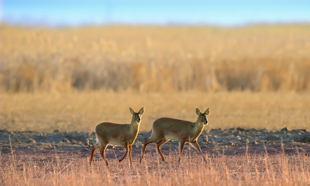獐又名獐鹿,香獐,獐子,山驴子,是小型鹿科动物之一,被认为是最原始的