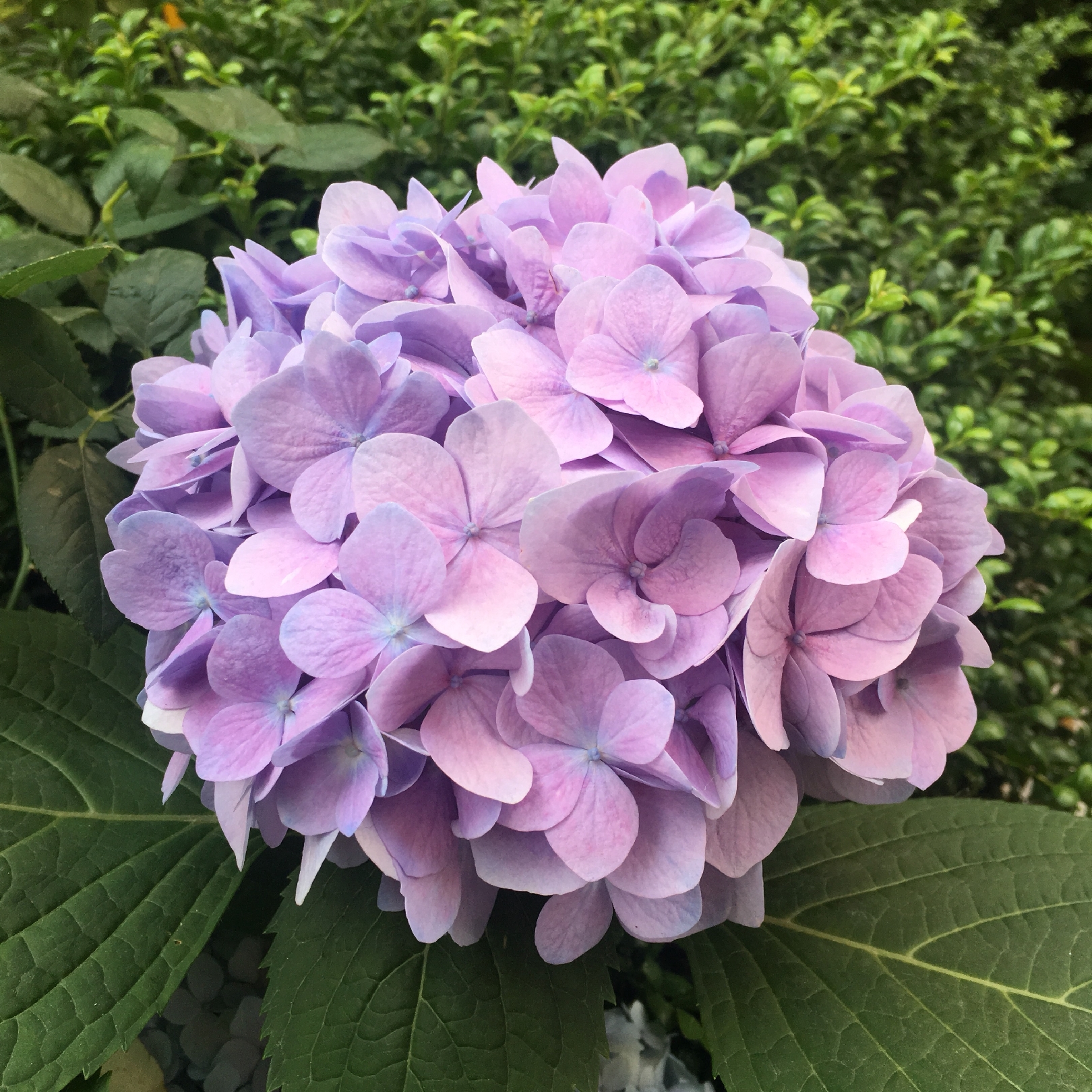 绣球无尽夏需要春化才会开花吗?绣球无尽夏在冬季该怎么养