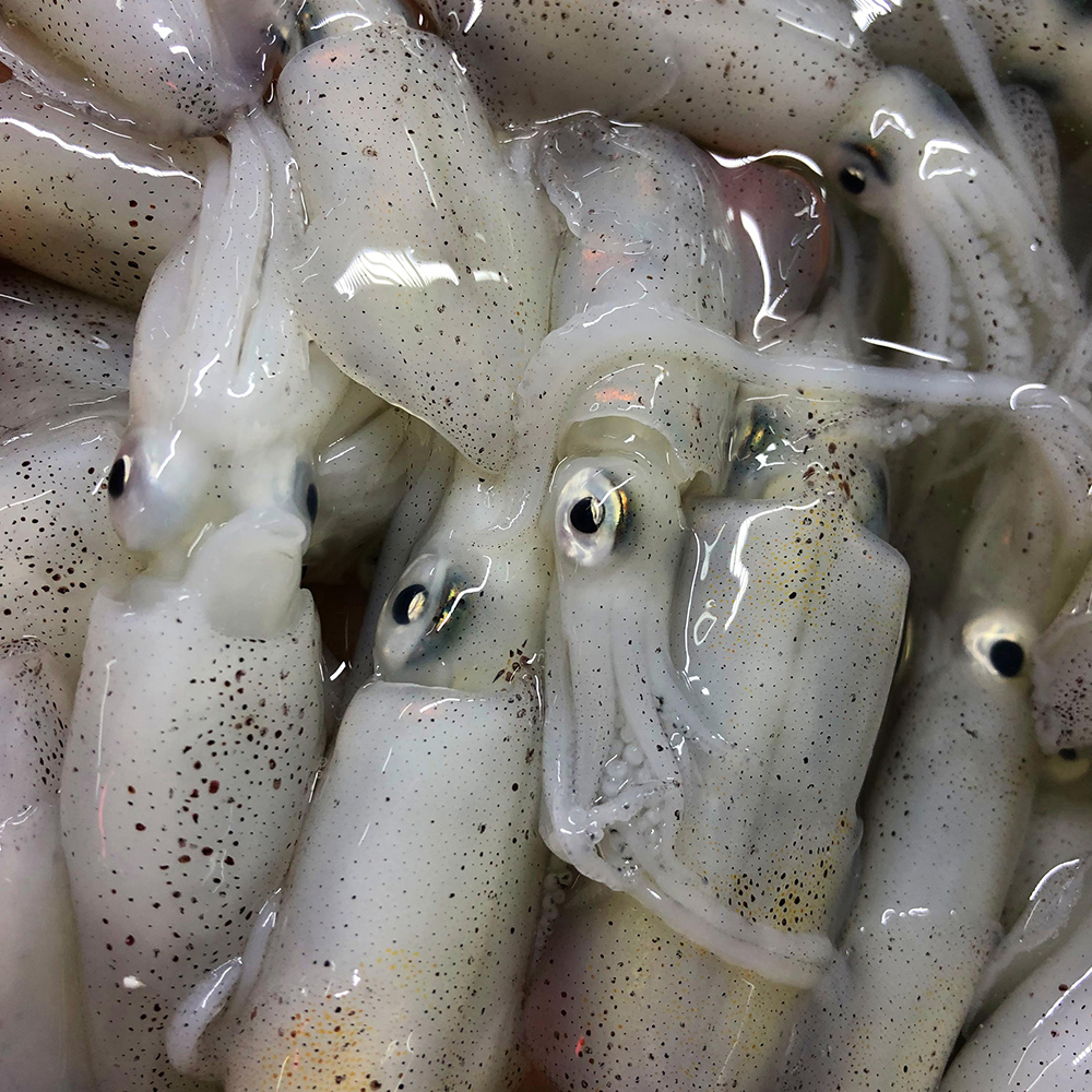 这样的小膏鱿有多少人吃过了?一口一个看着流口水,价格便宜到笑