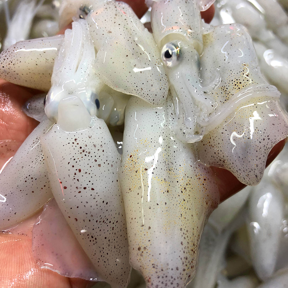 这样的小膏鱿有多少人吃过了?一口一个看着流口水,价格便宜到笑