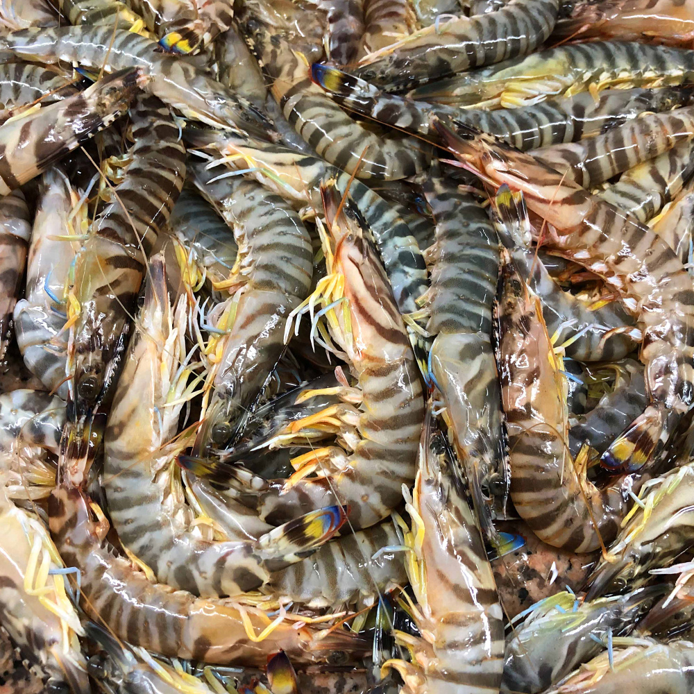 内陆人出手就是大方,斑节虾69元卖了30斤,一个人能吃那么多么?