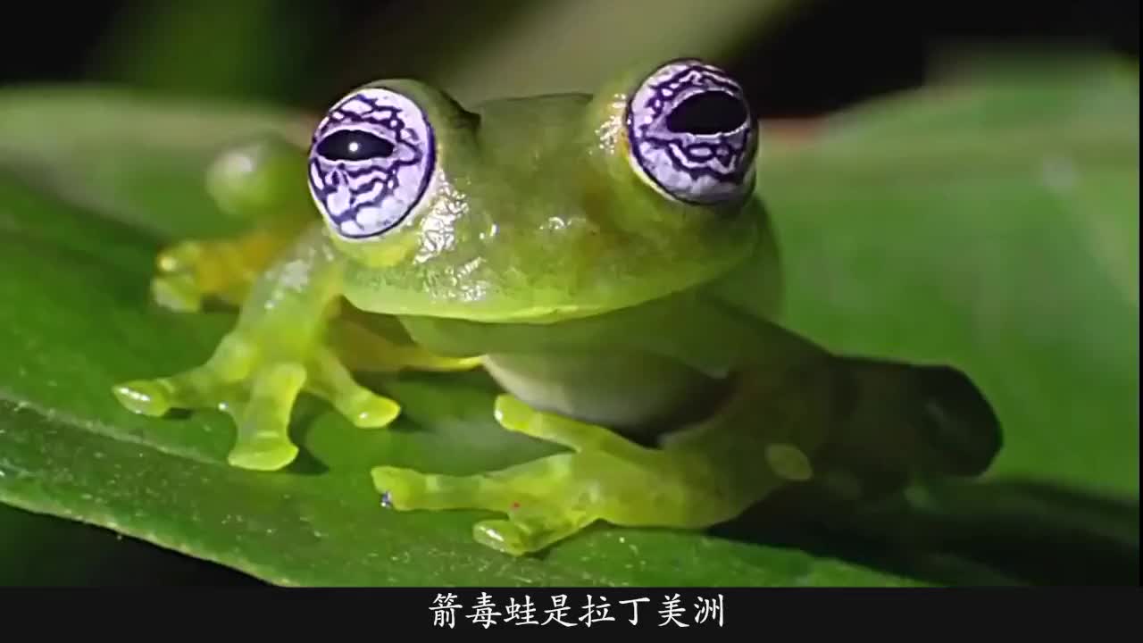 比眼镜蛇还毒的毒箭蛙一点毒液就能毒死两万只老鼠