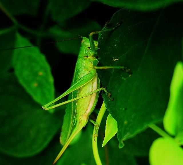 螽斯的外表粗看很像蝗虫,别称蝈蝈,螽斯儿,看稍仔细便可以发觉,它们的