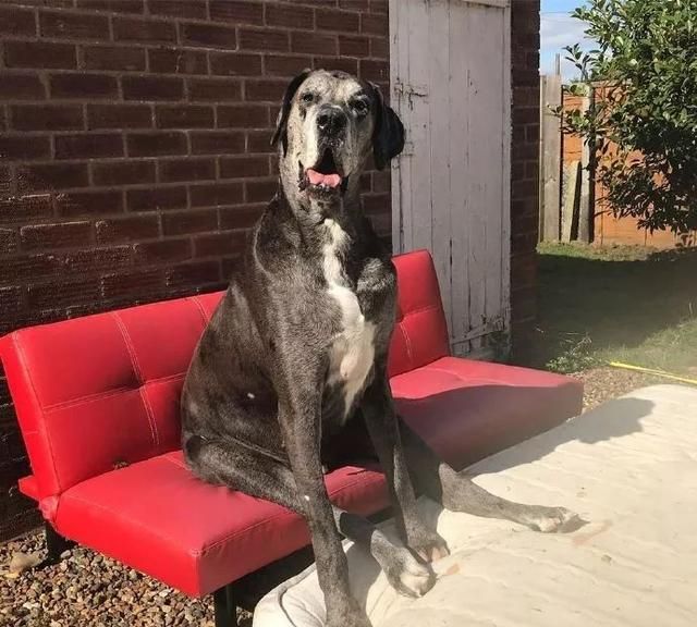 世界上最高的狗,这不是犬界姚明吗!