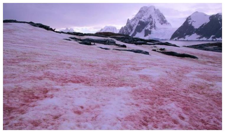 南极出现粉红色的西瓜雪科学家表示会对全球安全造成威胁