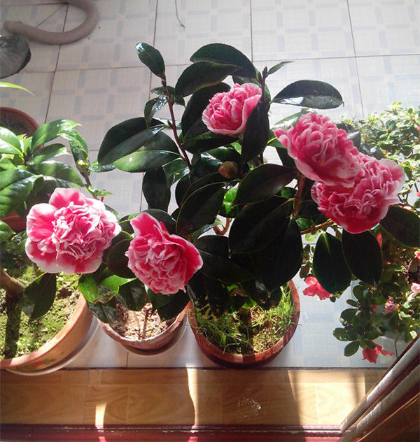 此龙火珠,比牡丹花还漂亮,花期长,养护简单,还可做盆景