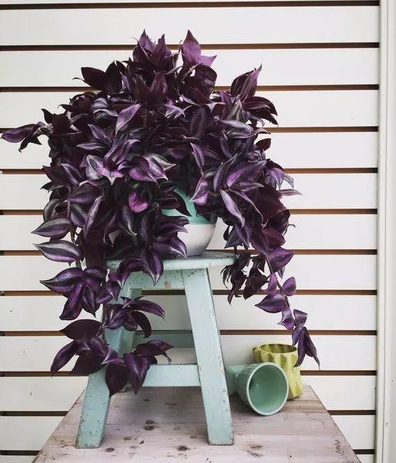 养户外的吊竹梅铺满地为啥养家里就容易叶黄或枯萎