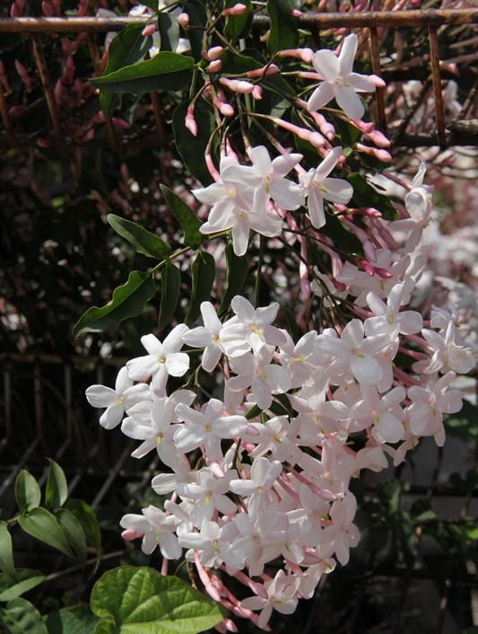 藤本植物,养它就够了,好养花多,香气扑鼻,花期长,阳台变花园