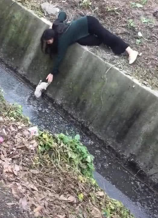流浪狗掉入臭水沟,美女想尽办法救出狗,网友点评人美,心更美