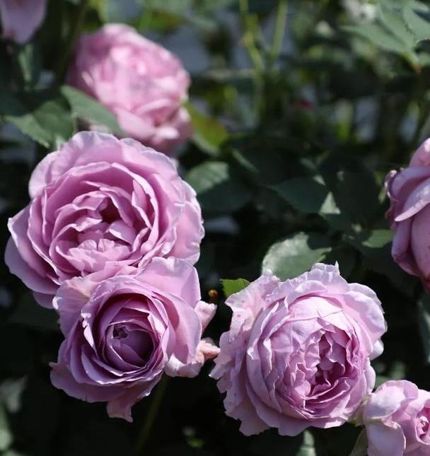 月季蓝色风暴,淡淡的薰衣草紫,种一颗满院的浪漫气息.|蓝色风暴|月季|