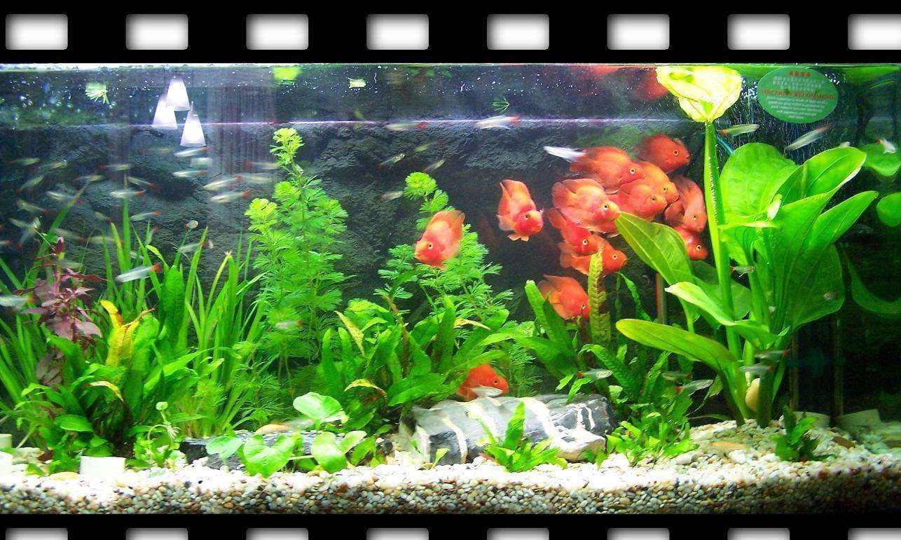 雨水养鱼的可行性 暴雨对水产养殖的影响