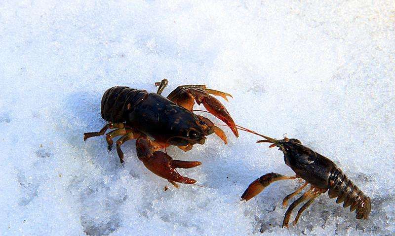 第一种:蝲蛄虾,在东北的山林里有一种外形酷似小龙虾的美味,人称它"