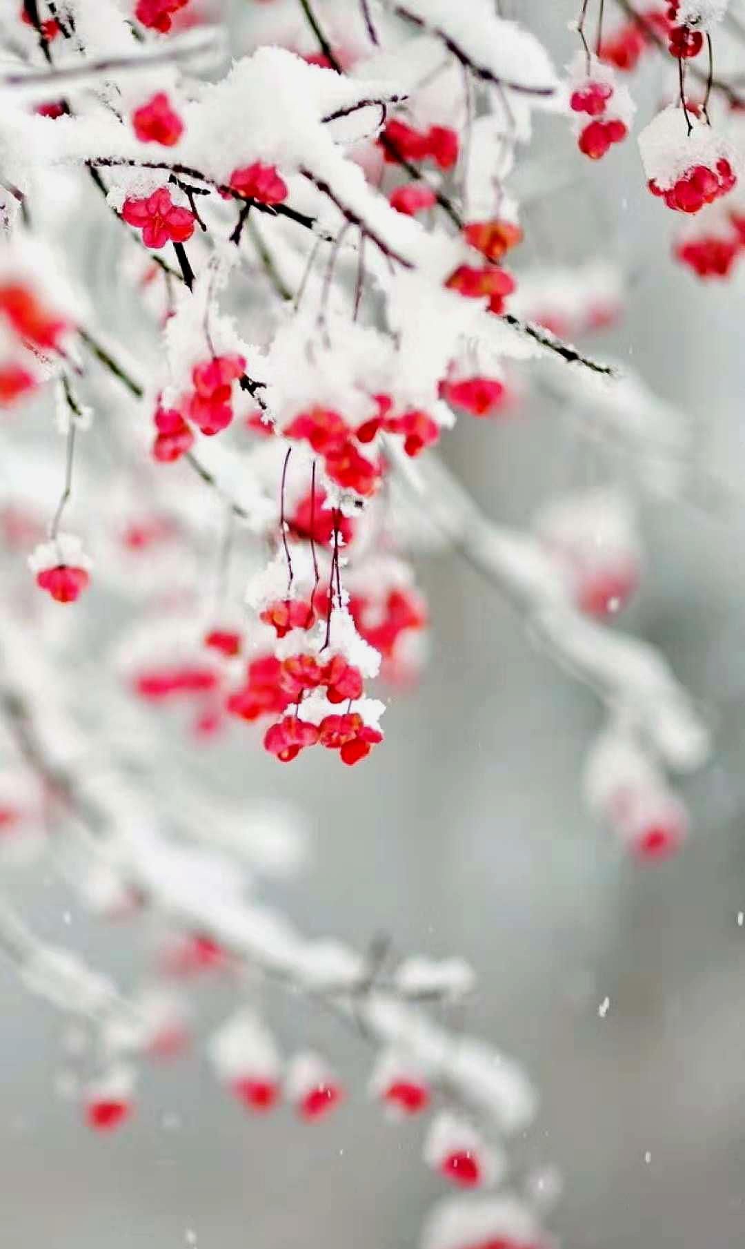 小清新壁纸 落花春正满 春人归不归
