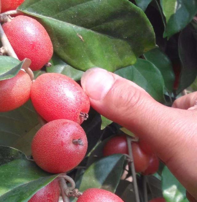 以前山里的羊奶果现在也能家里种当盆栽能观赏味道也不错