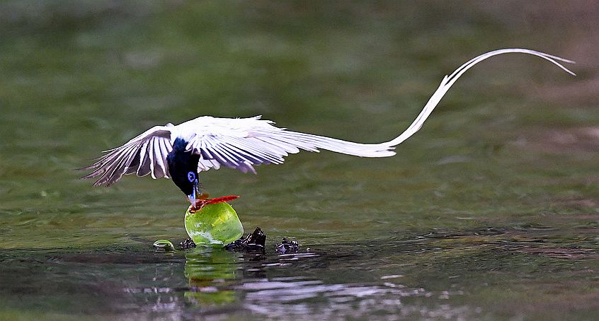 白色寿带鸟飞翔瞬间:长尾摇曳,如风筝飘带,异常优雅悦目