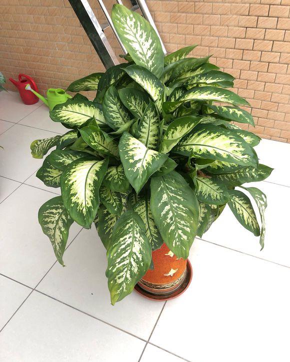 万年青银皇后养护的5个要点,做好了,四季常青有光泽