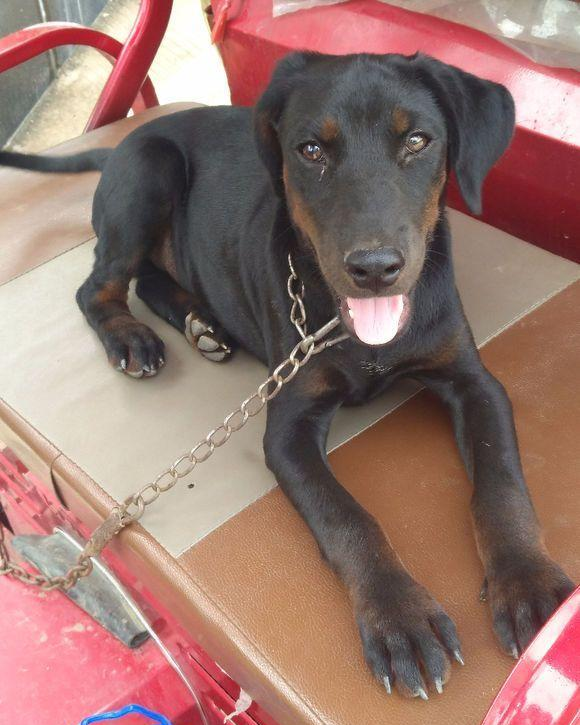 英国皇家血统猎犬在中国繁衍生息数百年成就一代中华名犬