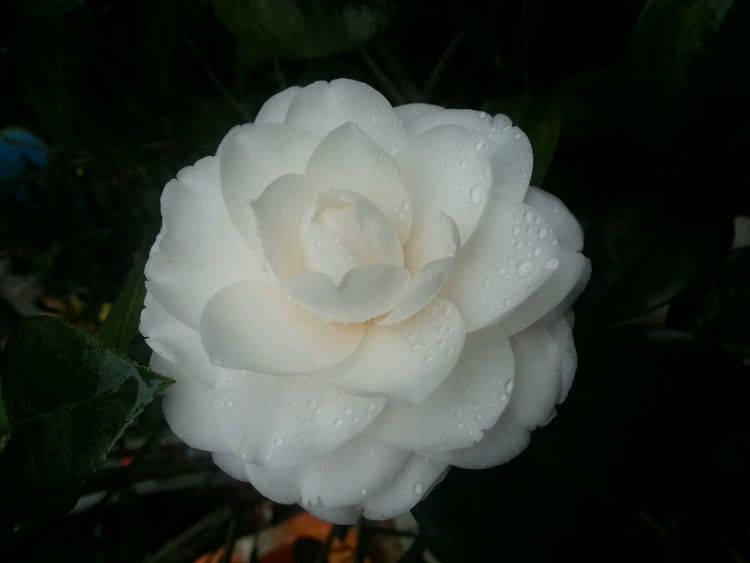 喜欢玫瑰,不如养"牡丹凤丹系列"凤丹白,似白衣仙子,洁白无瑕_高清图集