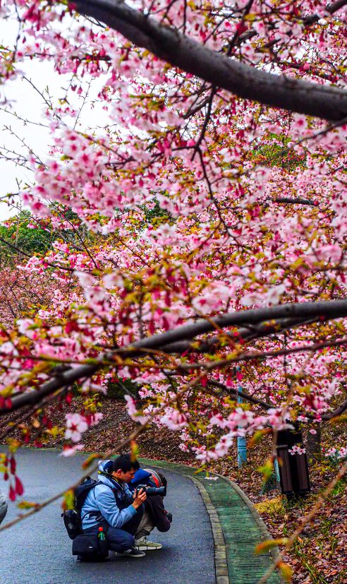 上海热门赏樱花地「顾村公园」_高清图集_新浪网