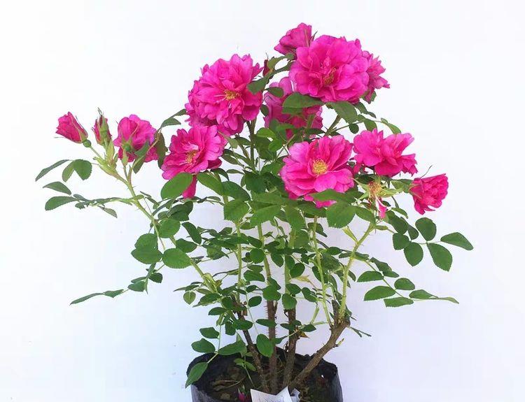 喜欢菊花就养菊中珍品金皇后花开如金色皇冠格外高贵