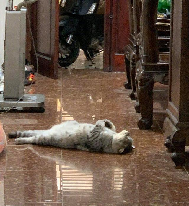 主人回家就看到猫咪在门口,接着往地上一躺睡着了:让本喵好等