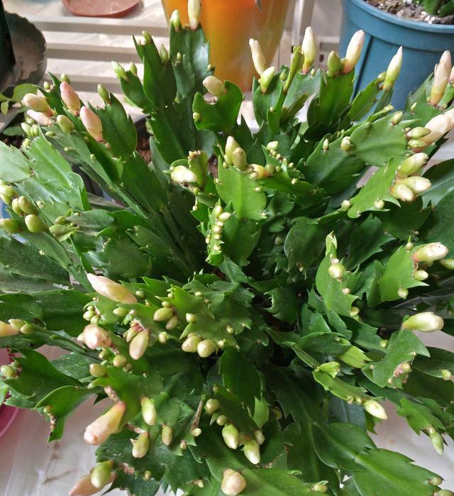 蟹爪兰有花苞了养护做好一多一少一勤有序盛开不落蕾