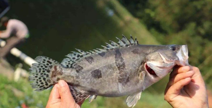 这种鱼以前达官贵人才能吃得起,如今有钱也不一定能够吃到