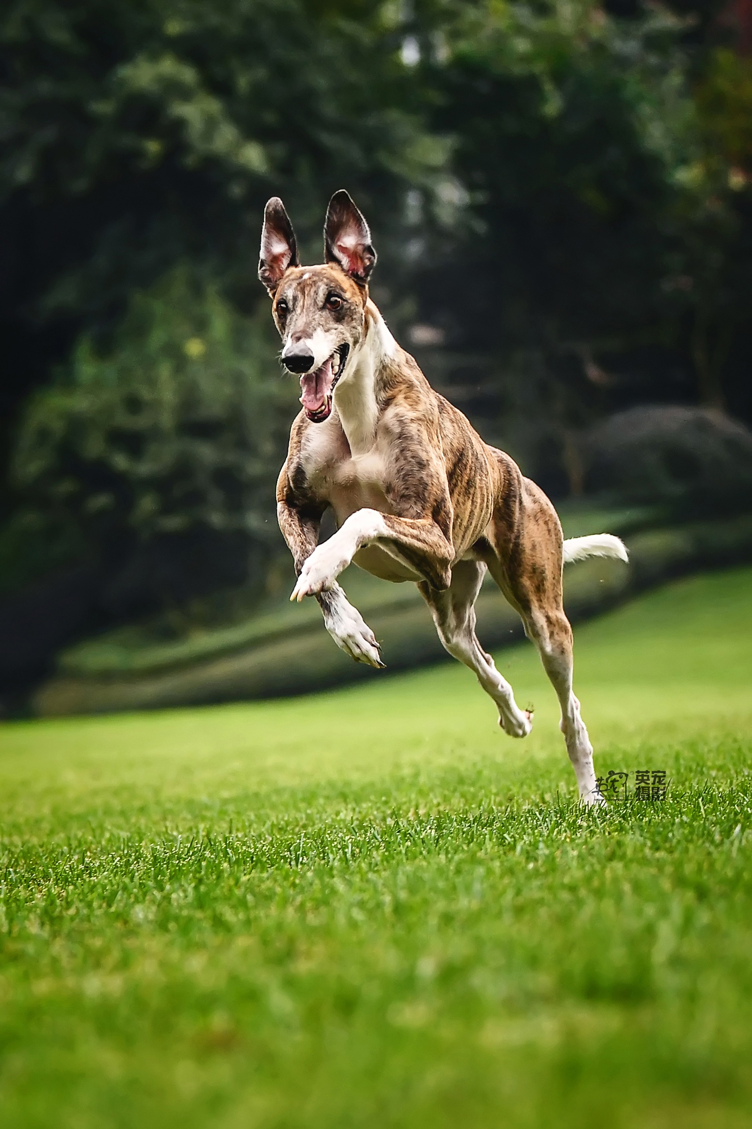 来来来,期待已久的斑锦彪组图出来了