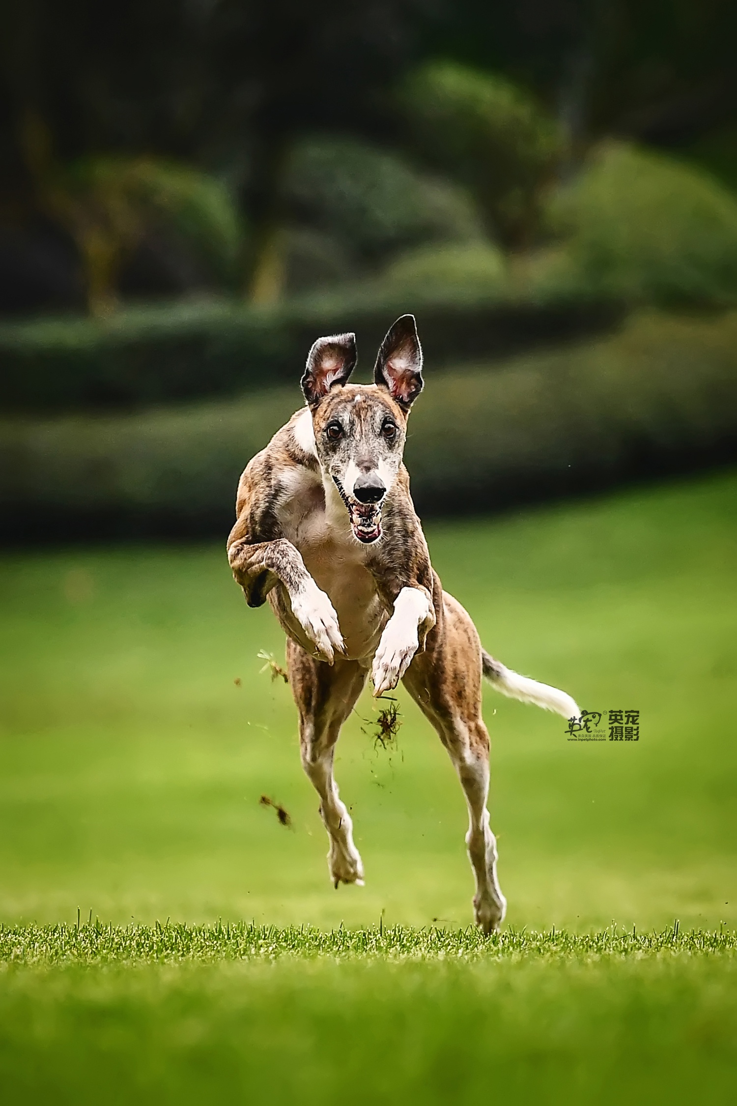 来来来,期待已久的斑锦彪组图出来了