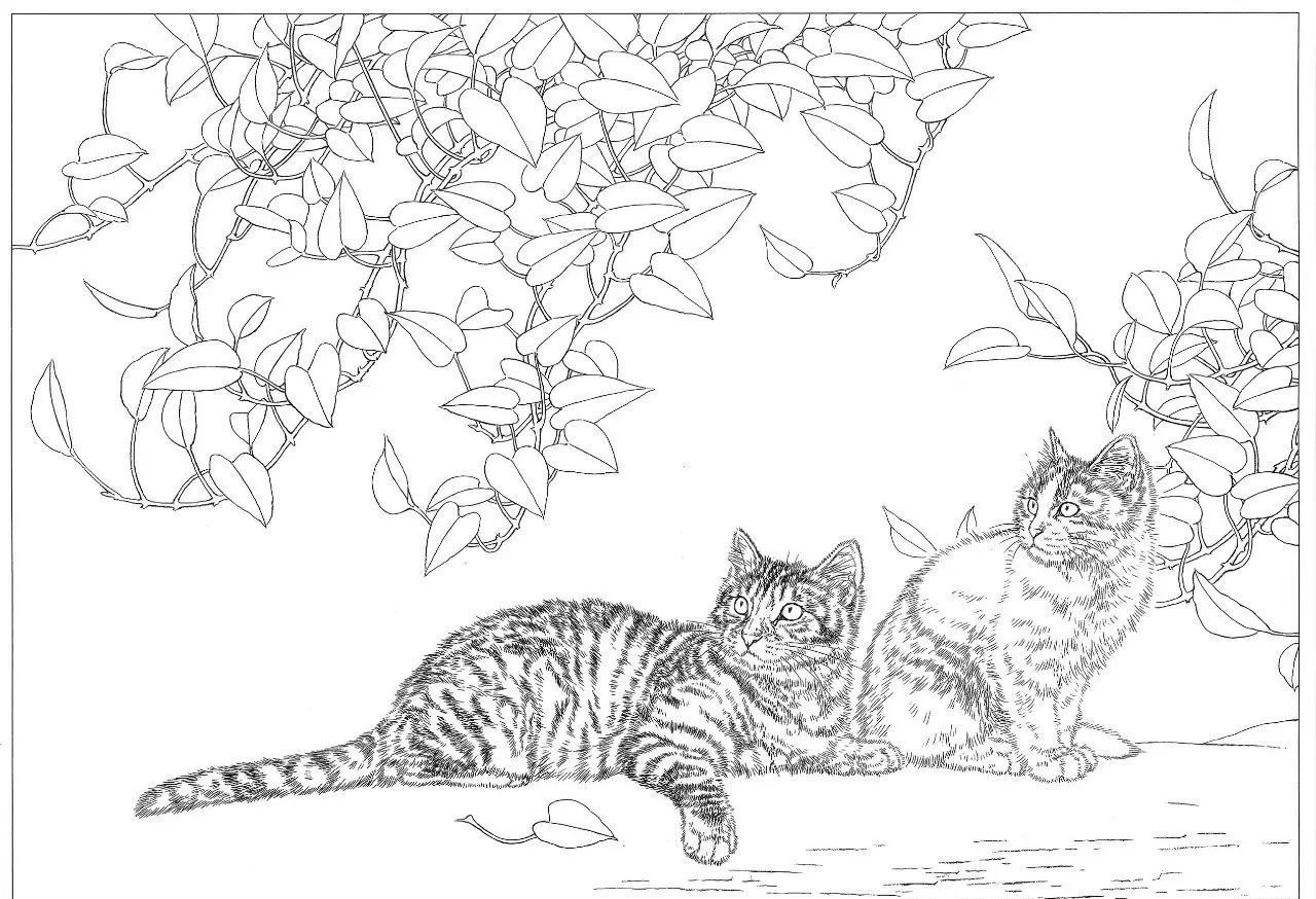 一组猫咪白描作品欣赏