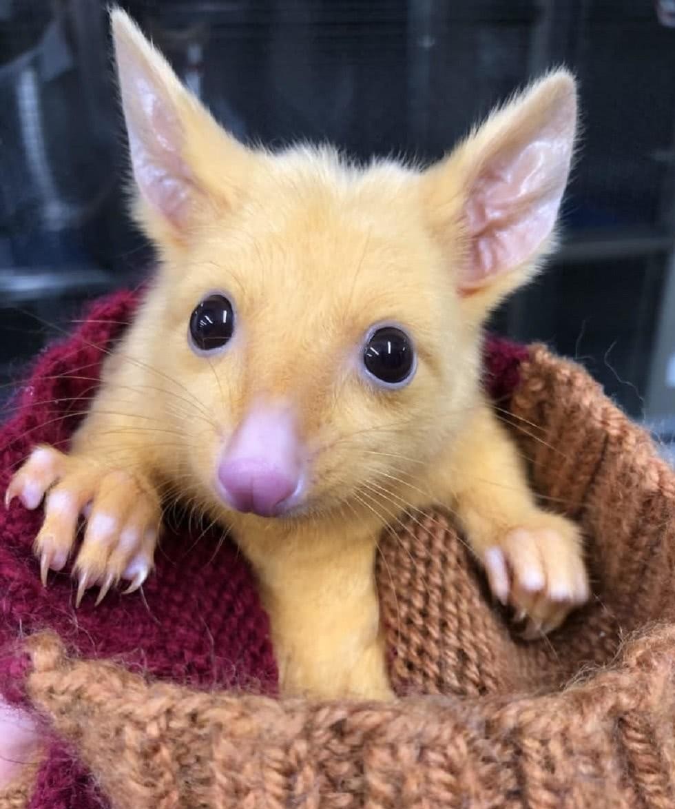 比原型松鼠更像, 澳洲真人版《精灵宝可梦》皮卡丘