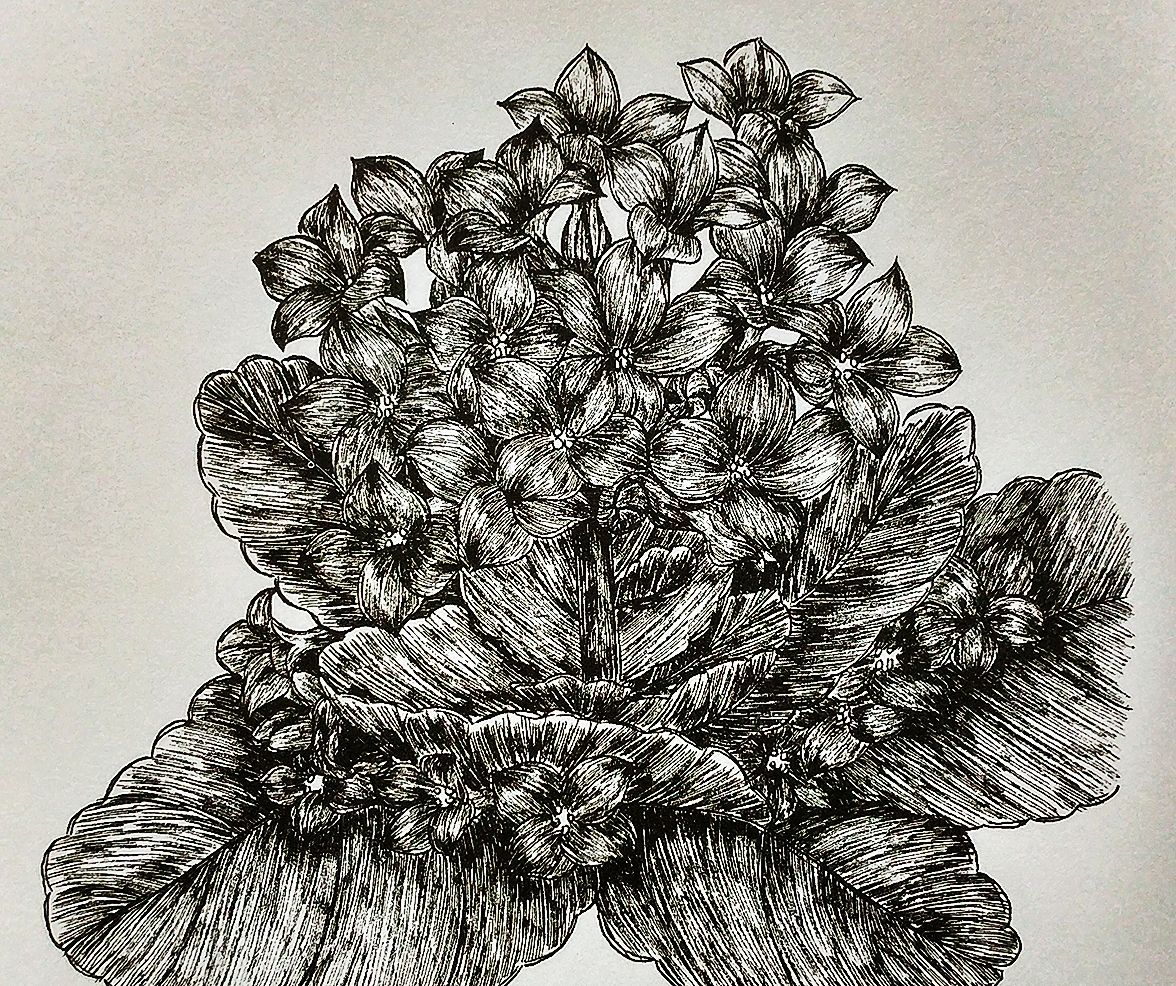 繁花四季,美美的黑白针管笔花卉|冬之美妍