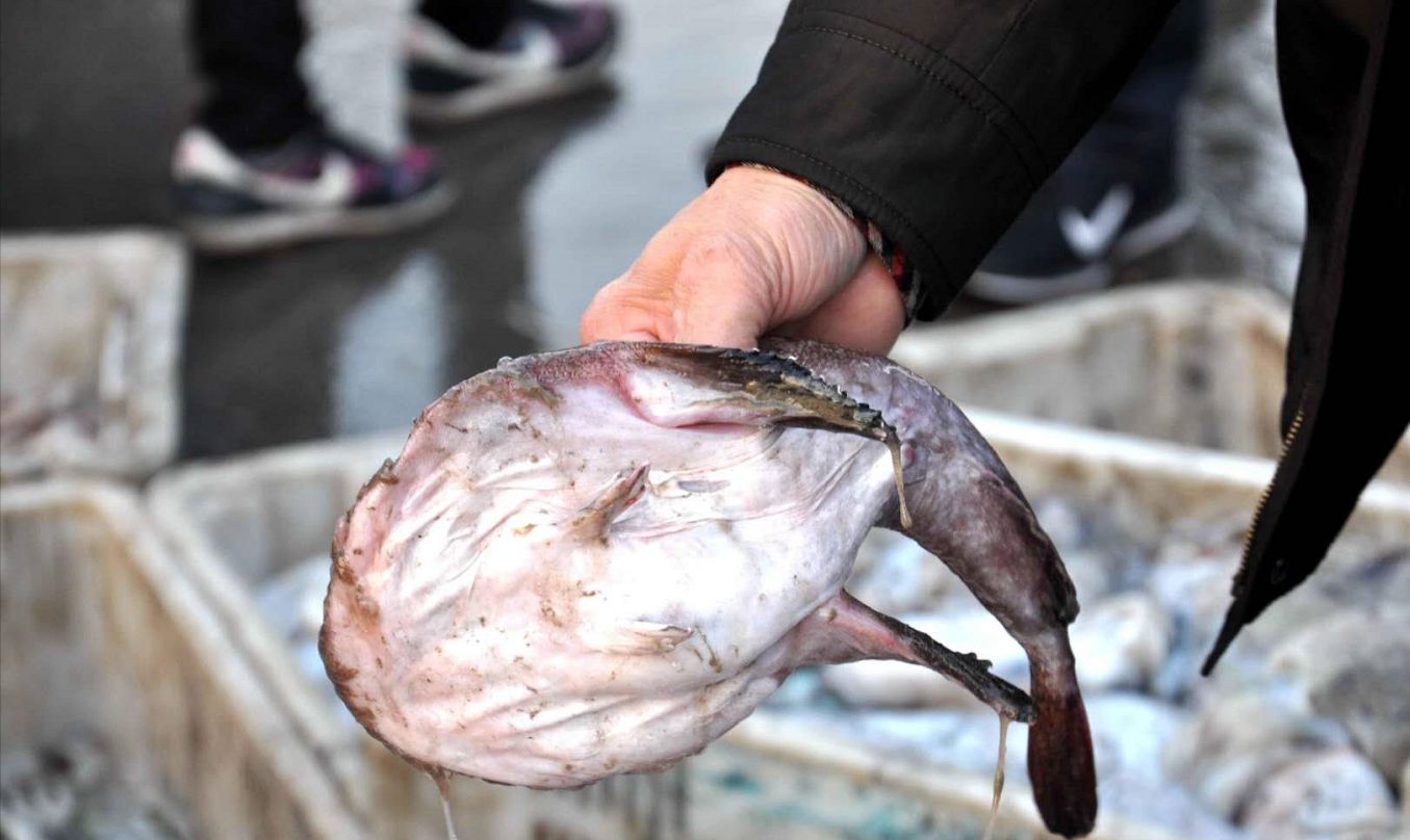 青岛特色美食丑八怪蛤蟆鱼颜值虽低但美味无比
